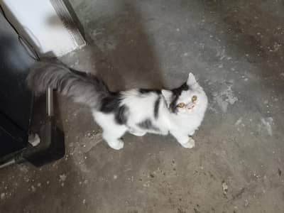 boht beautiful Hy mail cat