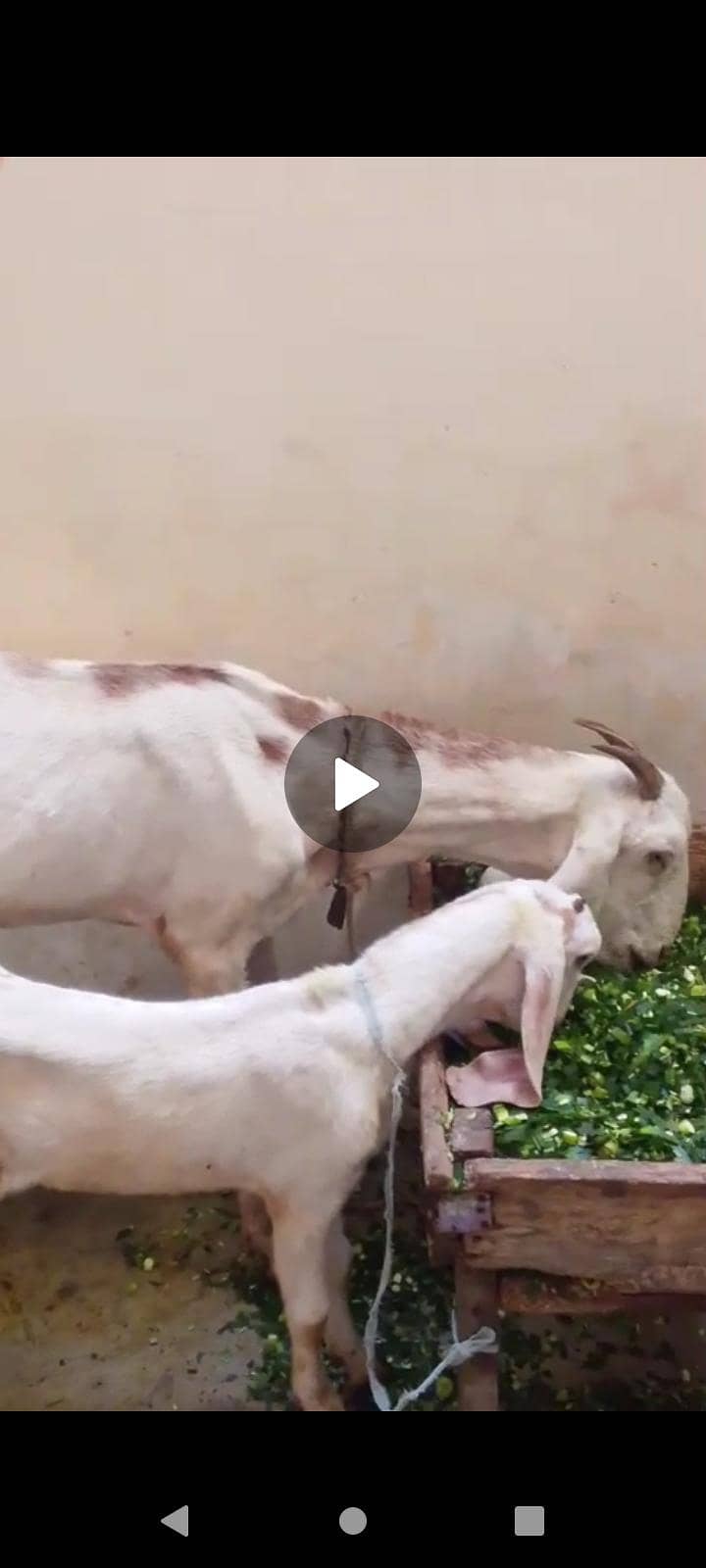دیسی بکری فور سیل ساتھ دو ماہ کا بچہ میل رجن پوری 1