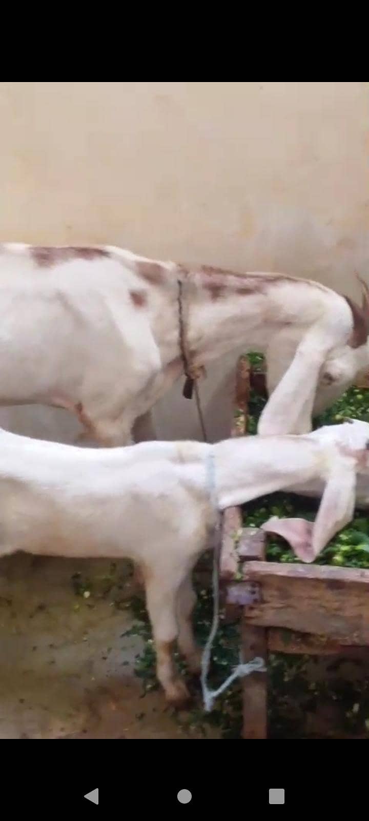 دیسی بکری فور سیل ساتھ دو ماہ کا بچہ میل رجن پوری 0