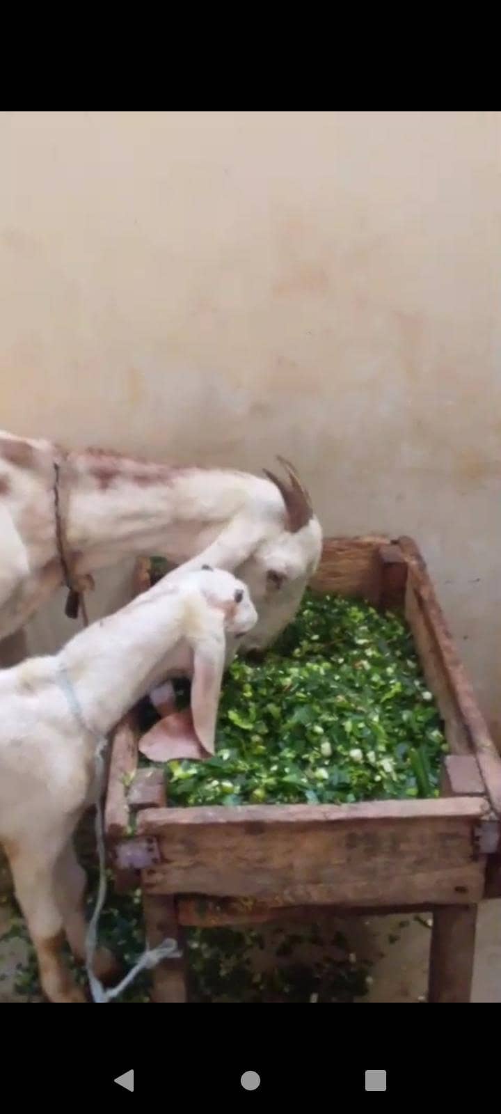 دیسی بکری فور سیل ساتھ دو ماہ کا بچہ میل رجن پوری 4