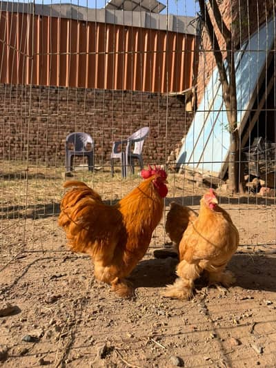 Golden cochine bantam