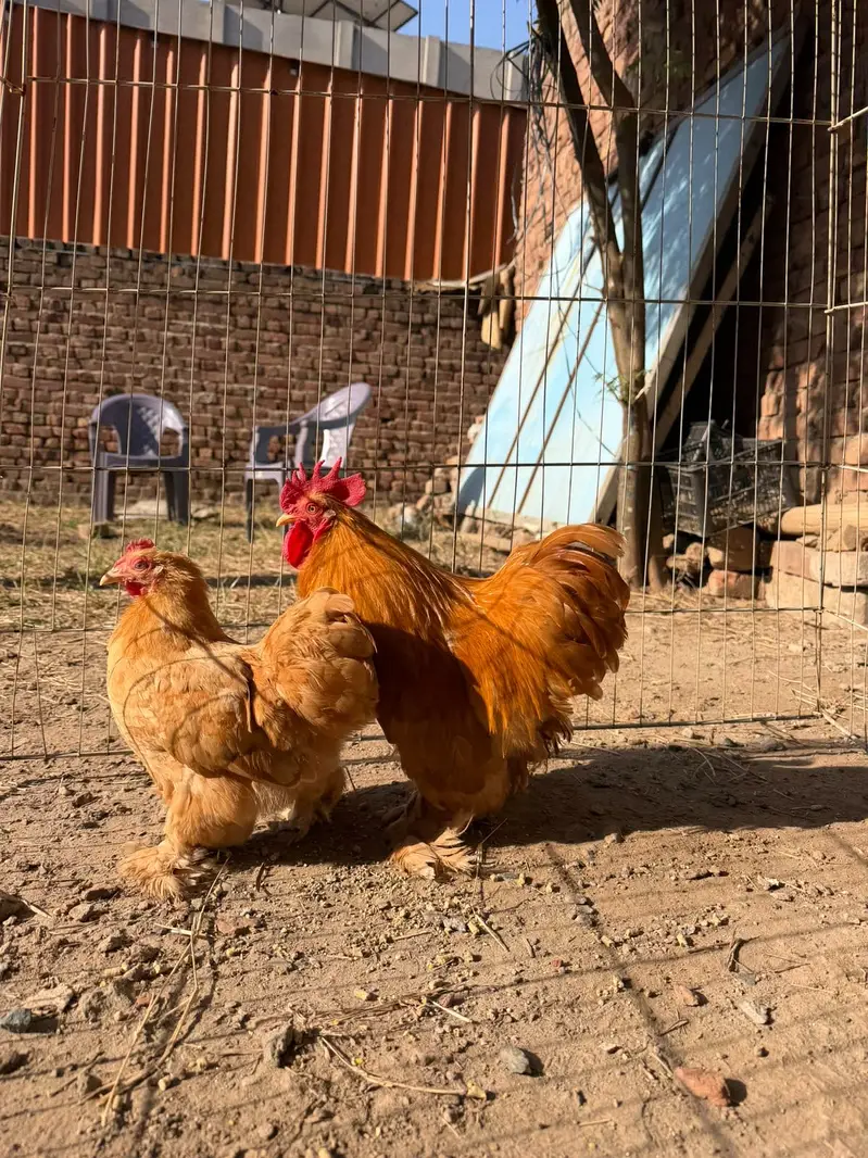 Golden cochine bantam — photo 2