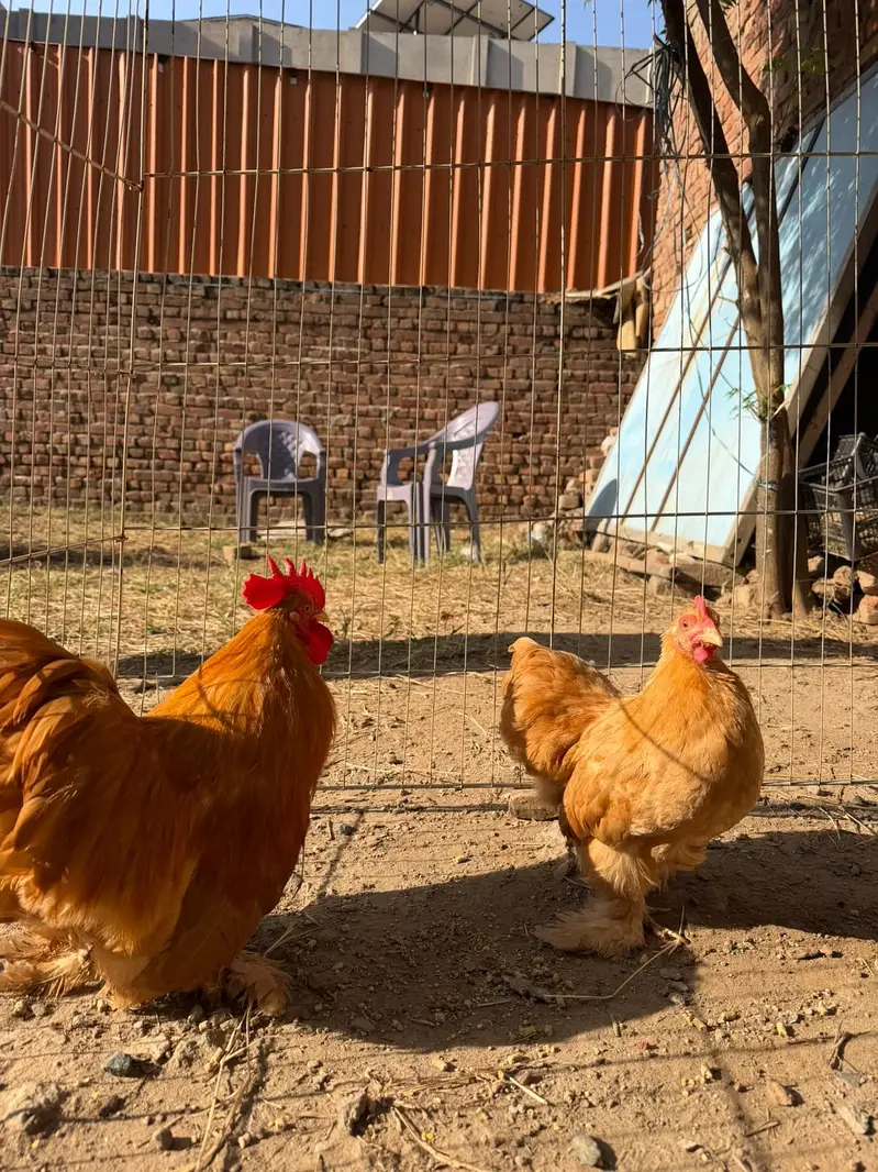 Golden cochine bantam — photo 3