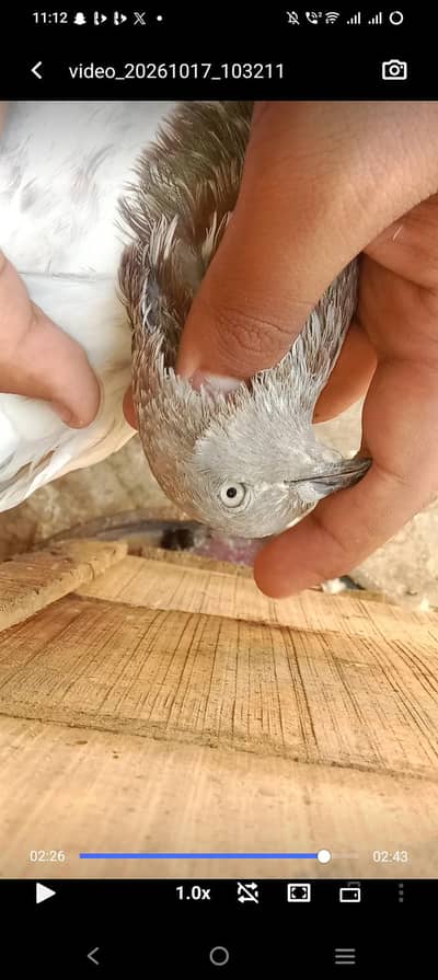 kabli lalsira pair for sale breeder pair