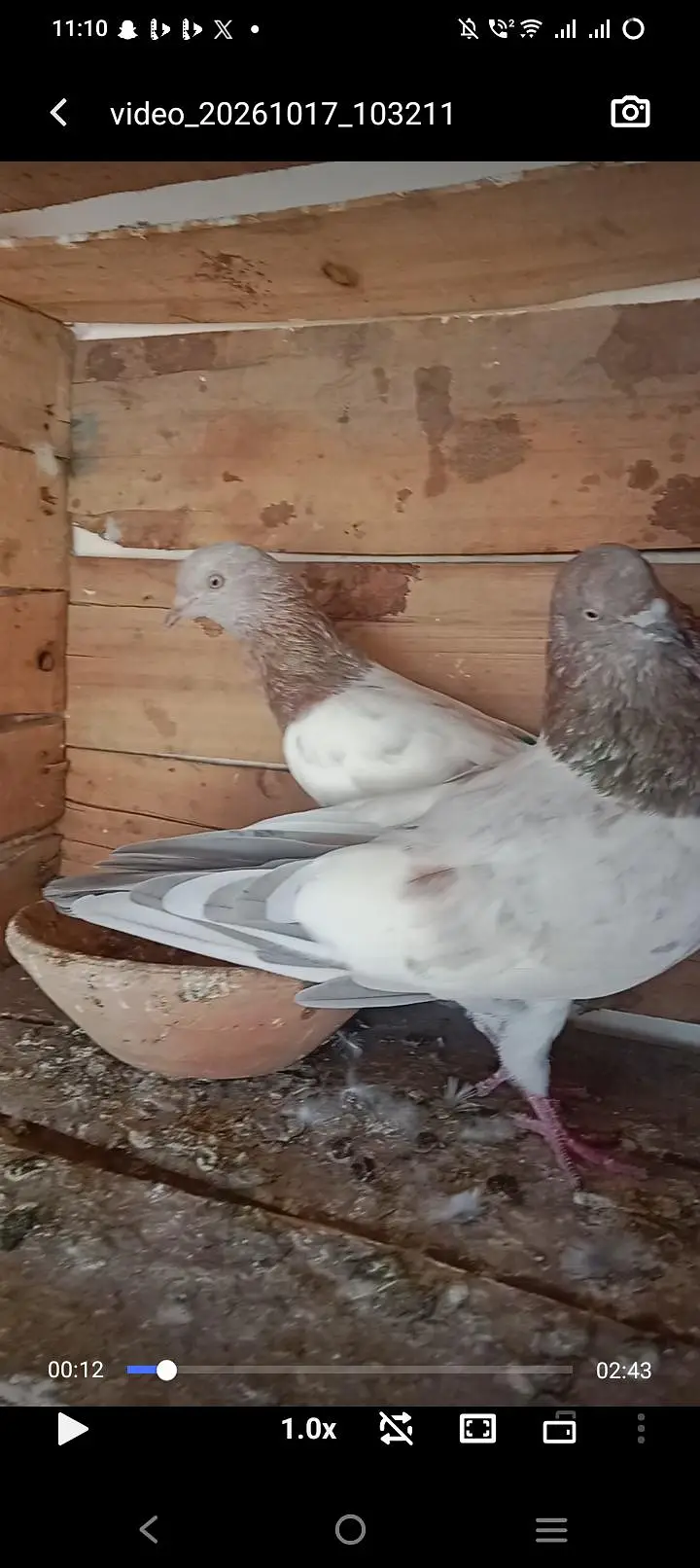 kabli lalsira pair for sale breeder pair — photo 6