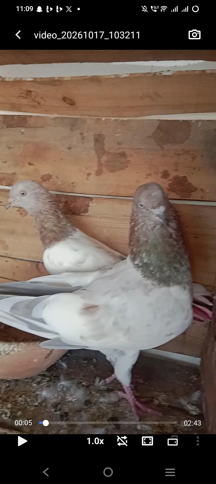 kabli lalsira pair for sale breeder pair — photo 7