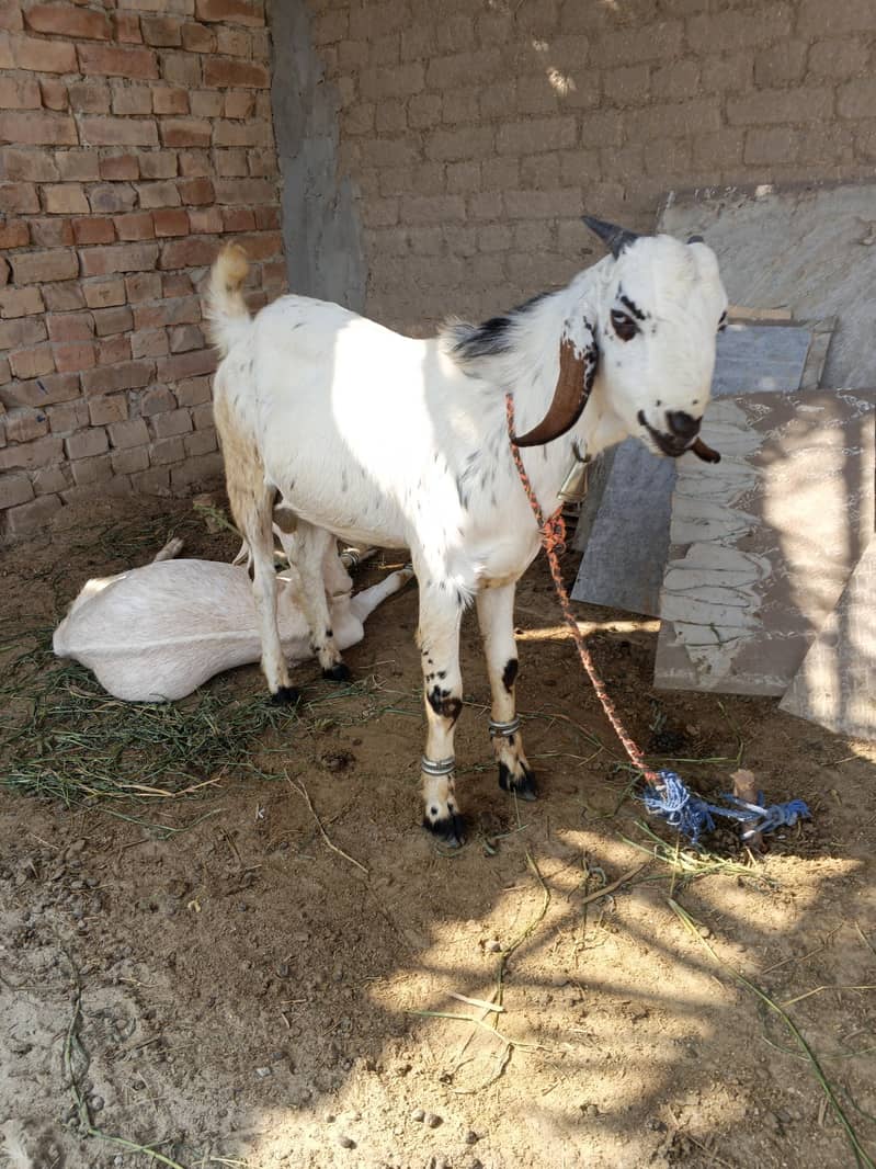 bakra 0