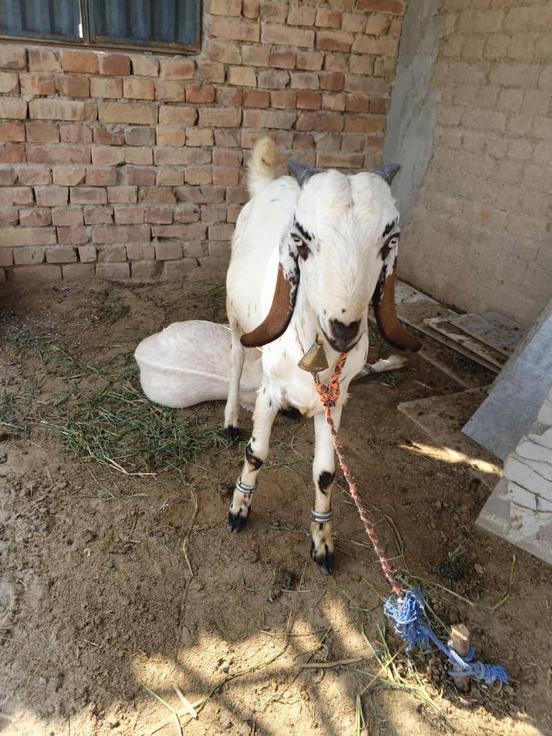 bakra 1