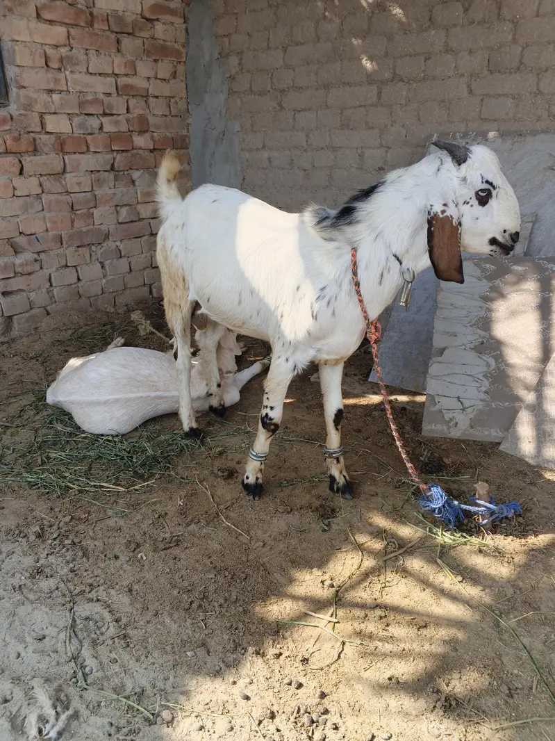 bakra — photo 3