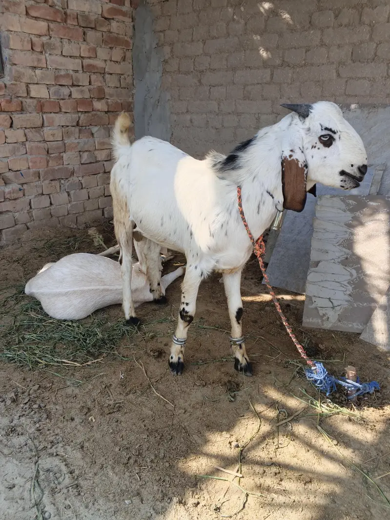 bakra — photo 4