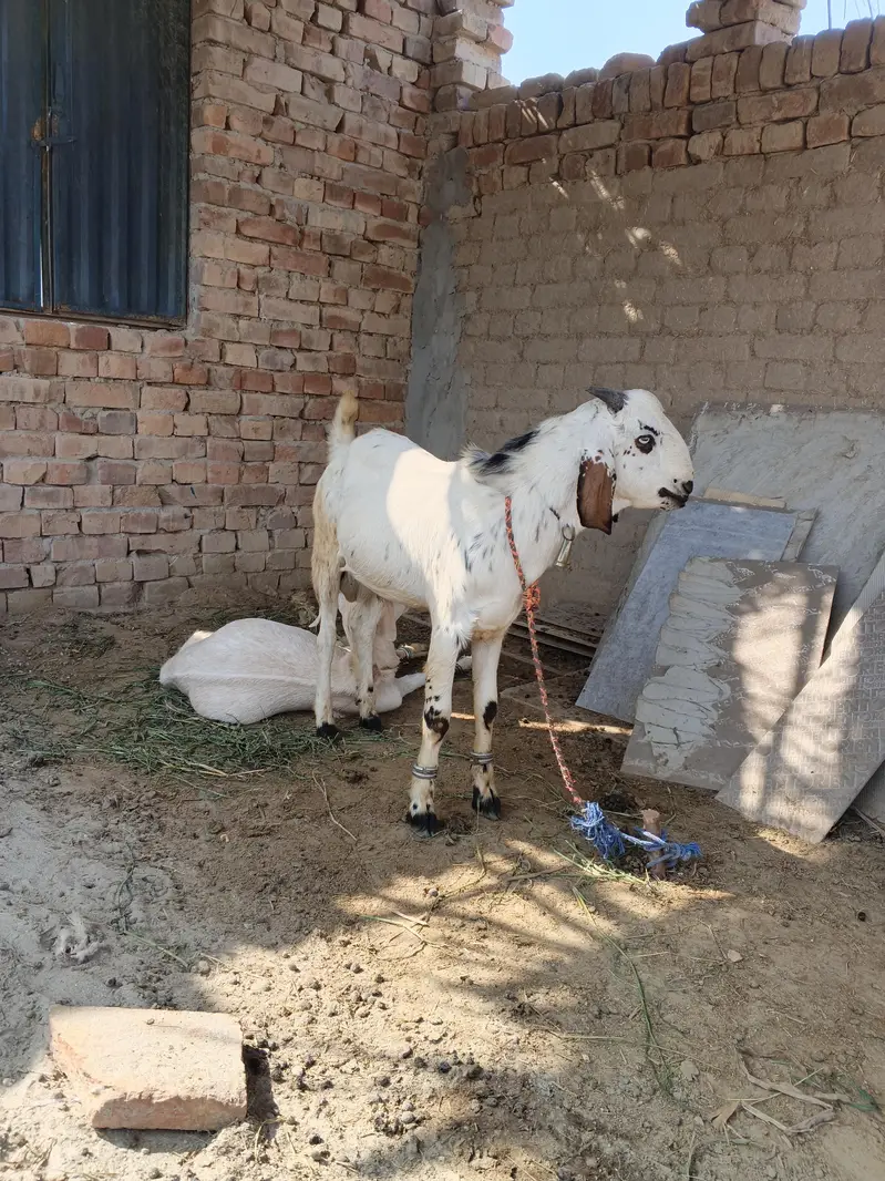 bakra — photo 5