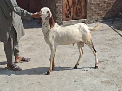 bakro ki jori for sale