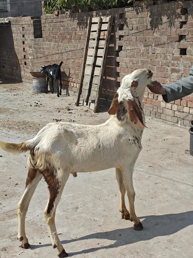 bakro ki jori for sale — photo 2