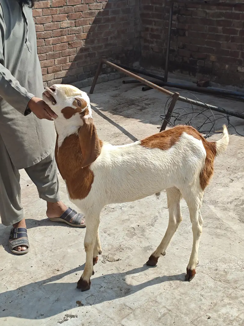 bakro ki jori for sale — photo 4