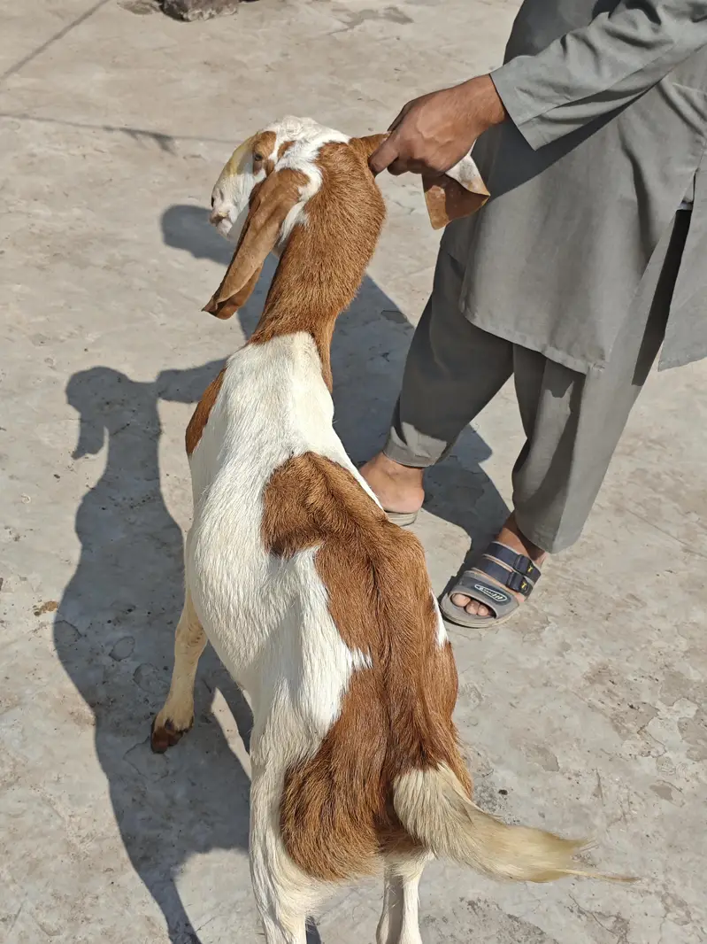 bakro ki jori for sale — photo 6