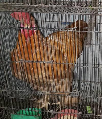 Golden buff 2male ready to breed