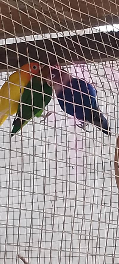 love bird