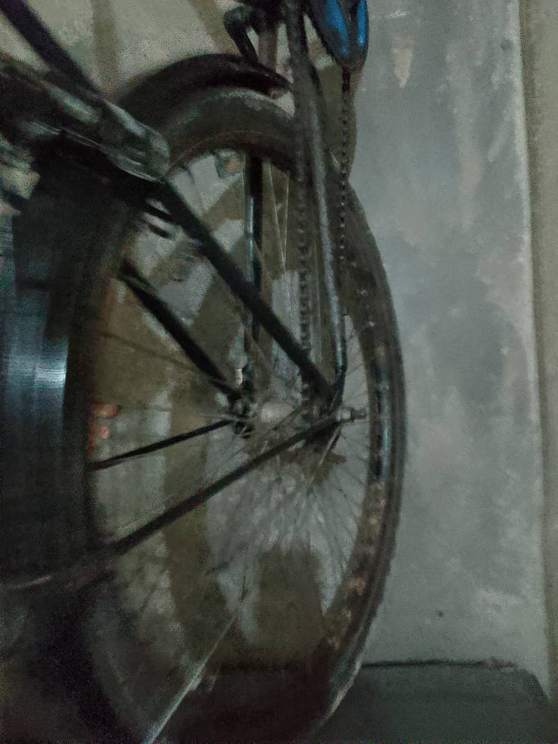 bicycle phoenix 10