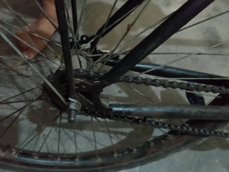 bicycle phoenix 11