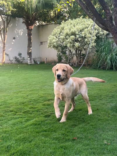 Labrador Male Pedigree