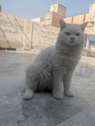 Persian cat