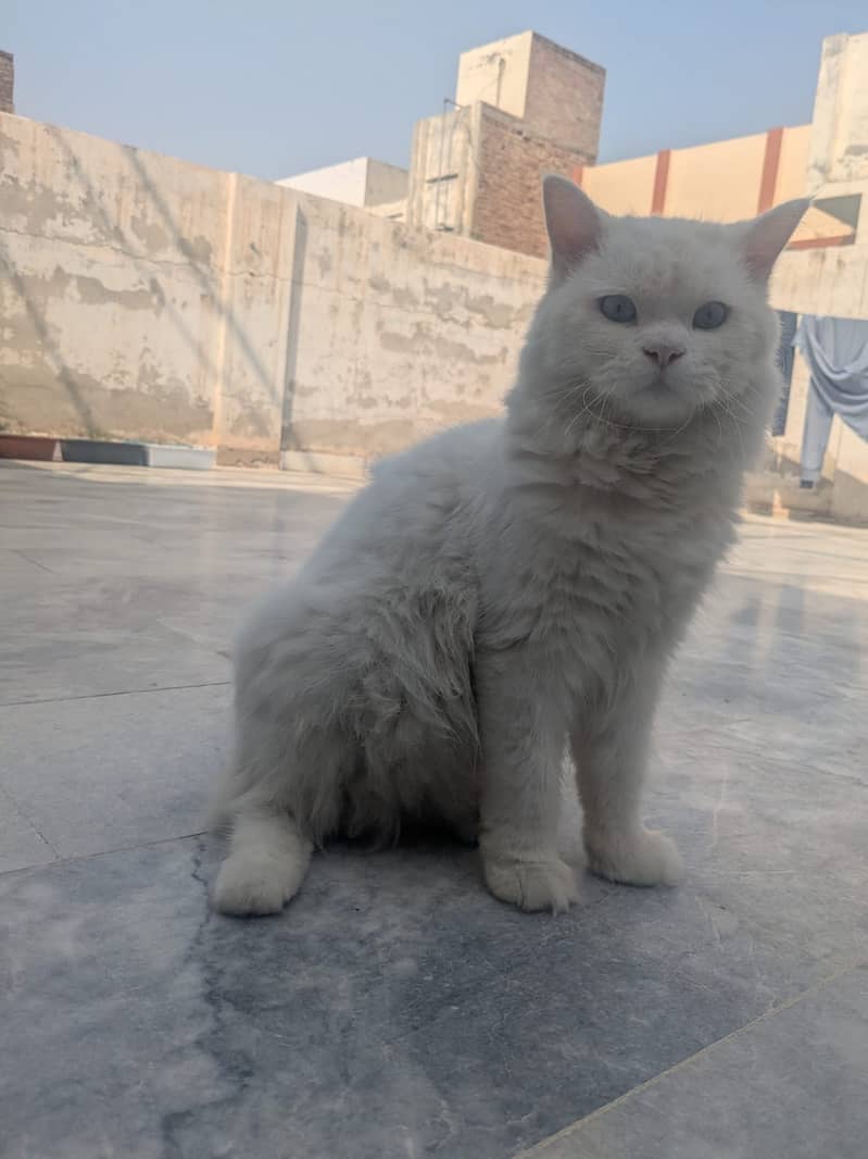 Persian cat 0