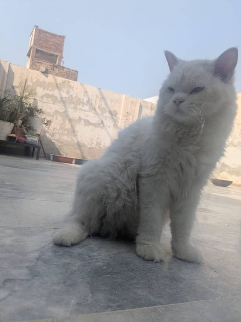 Persian cat 1