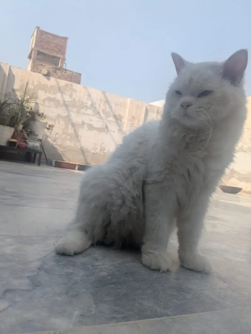 Persian cat — photo 2