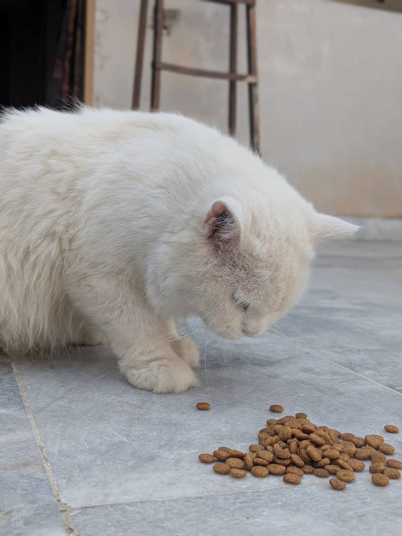 Persian cat 2