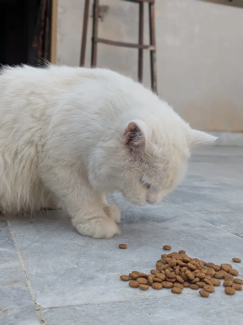 Persian cat — photo 3