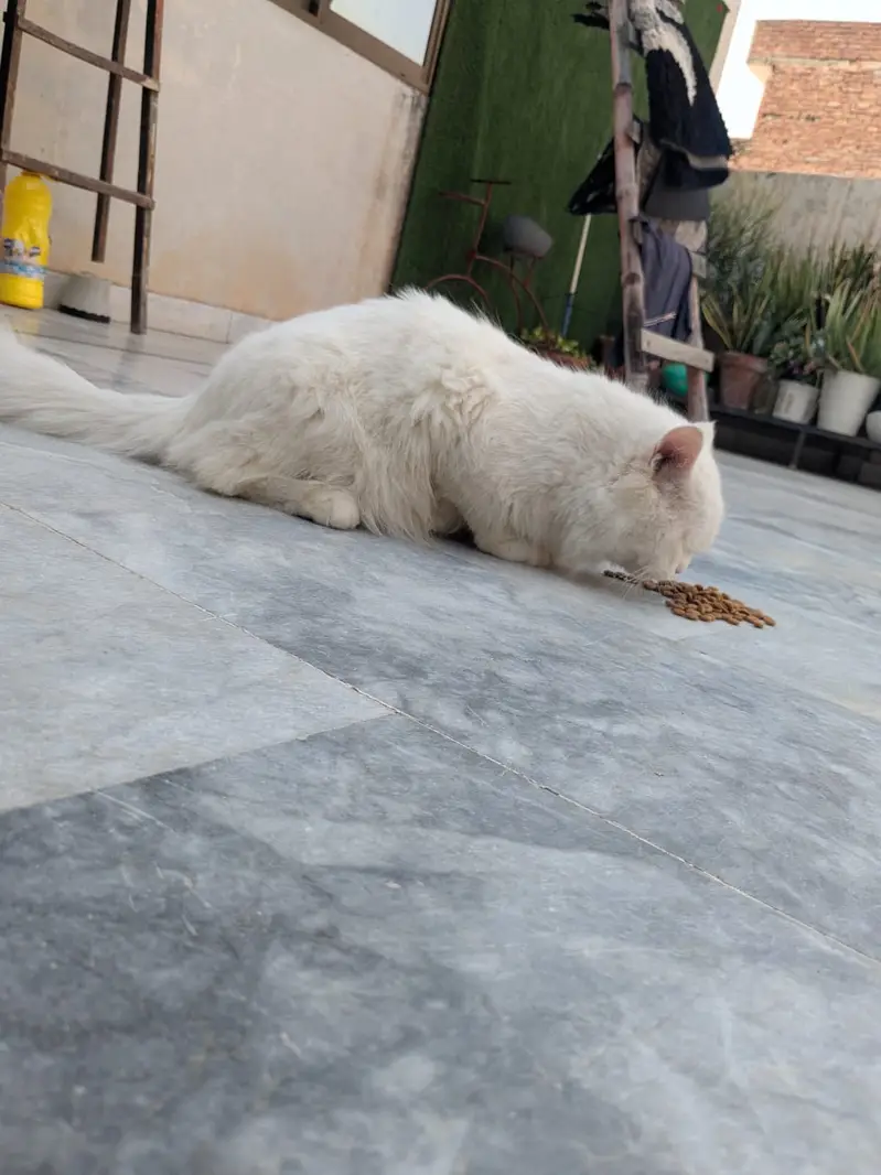 Persian cat — photo 4