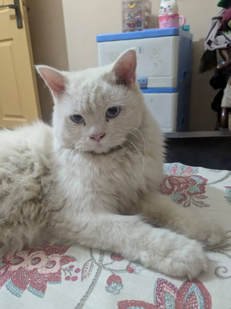 Persian cat 4