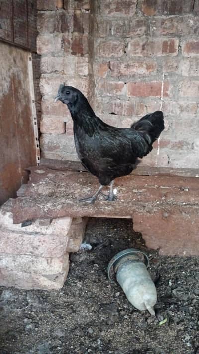 2 Female of ayam cemani