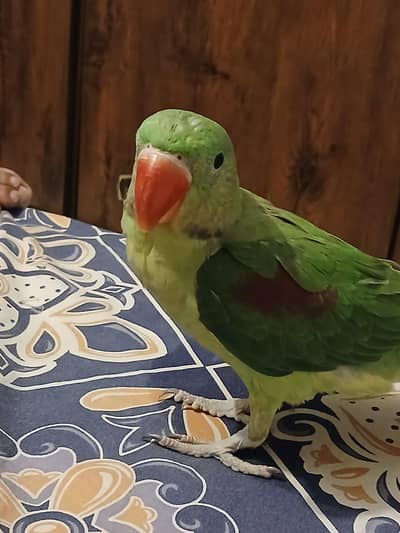 beautiful healthy raw pair hand tame talking start