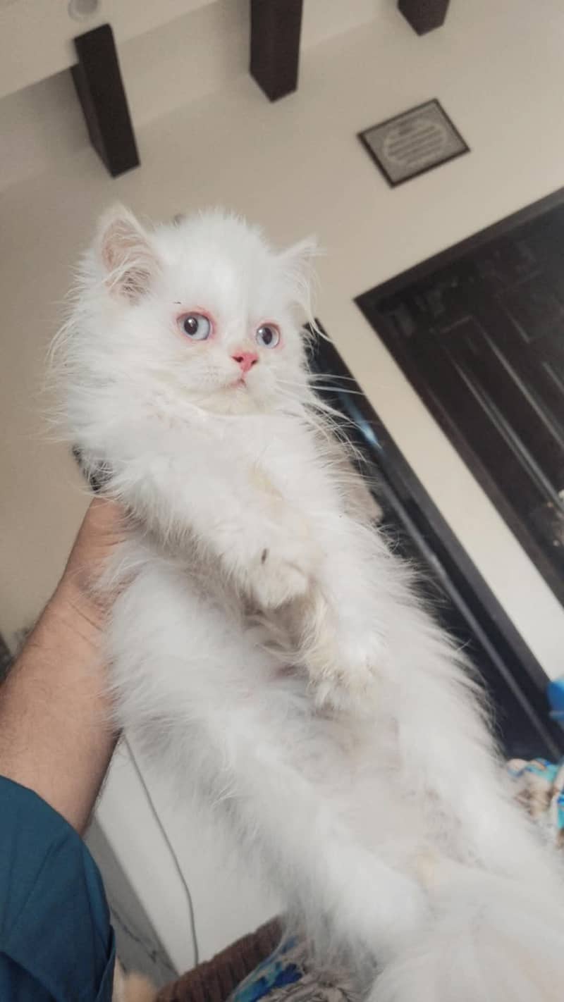 percain kitten 0