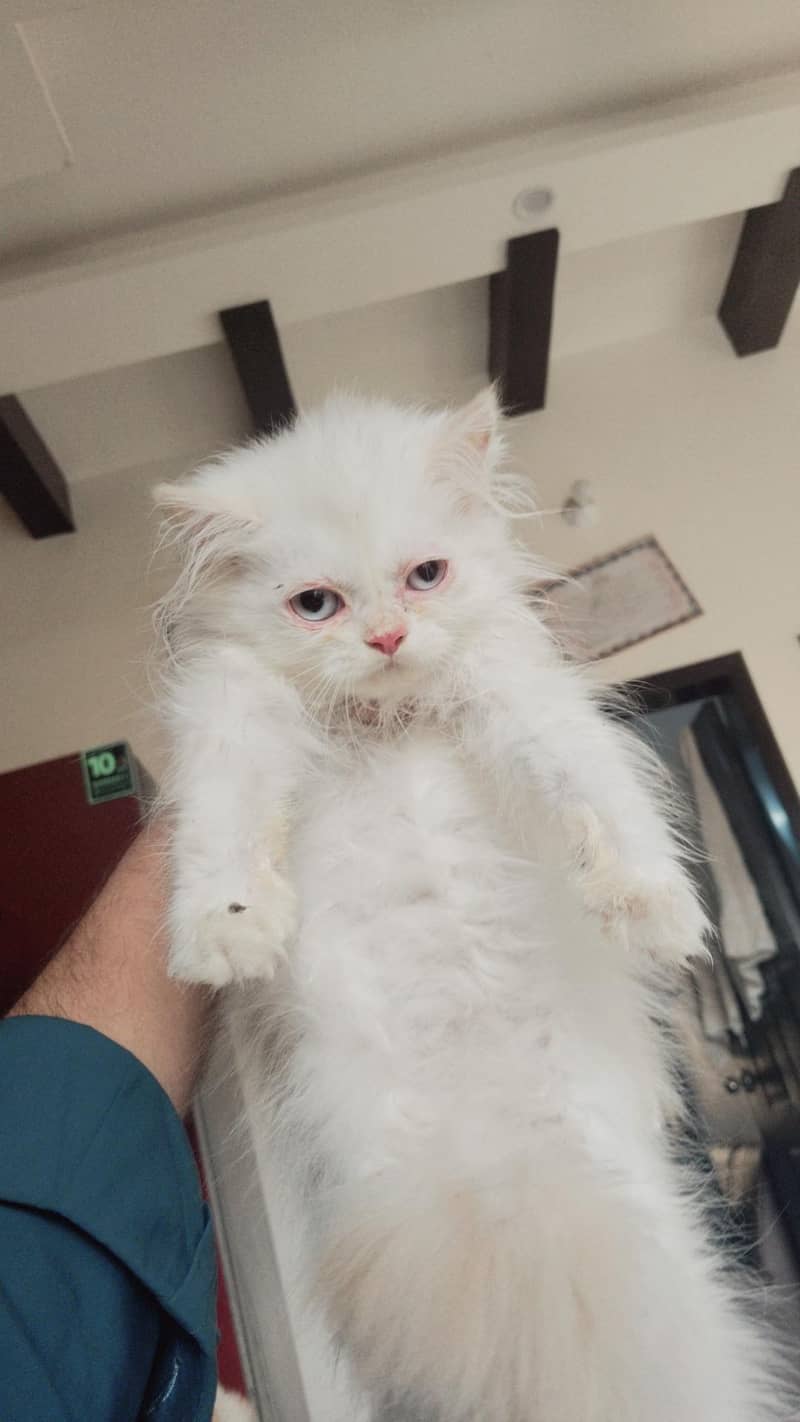 percain kitten 1