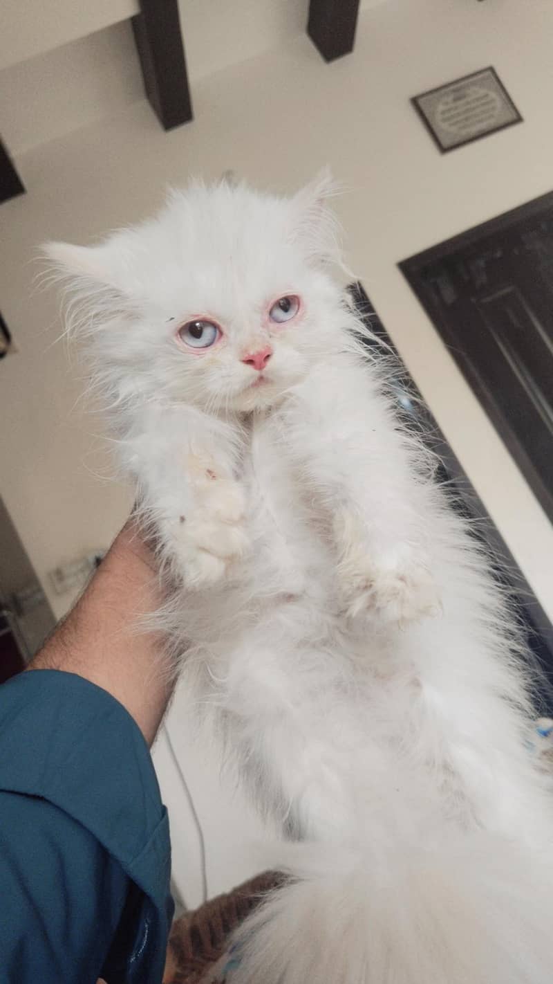 percain kitten 2