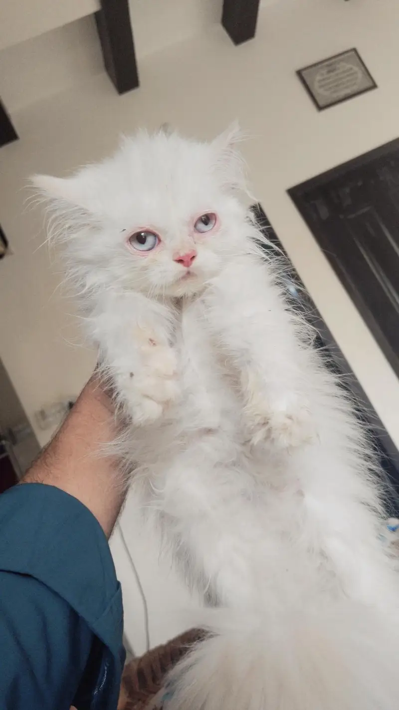 percain kitten — photo 3
