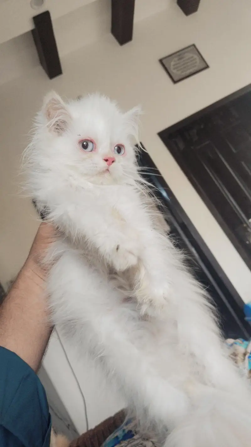 percain kitten — photo 4