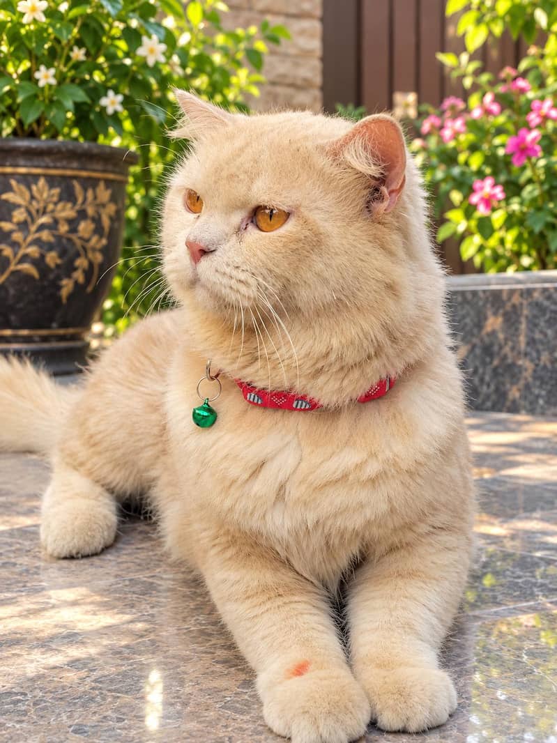 American cat 1