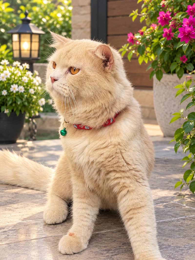 American cat 2