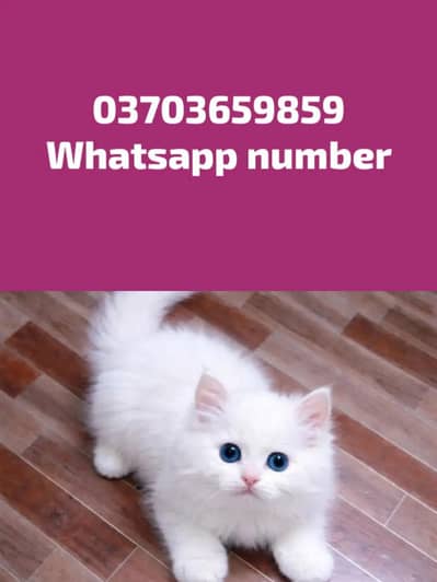 Persian Female kitten for sale
