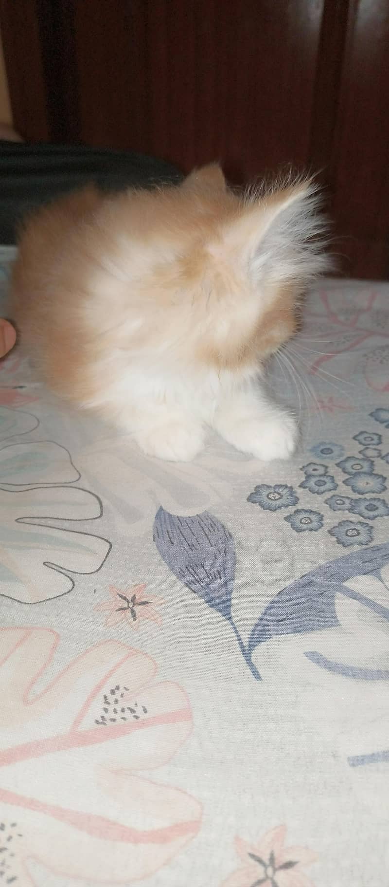 Kittens 0