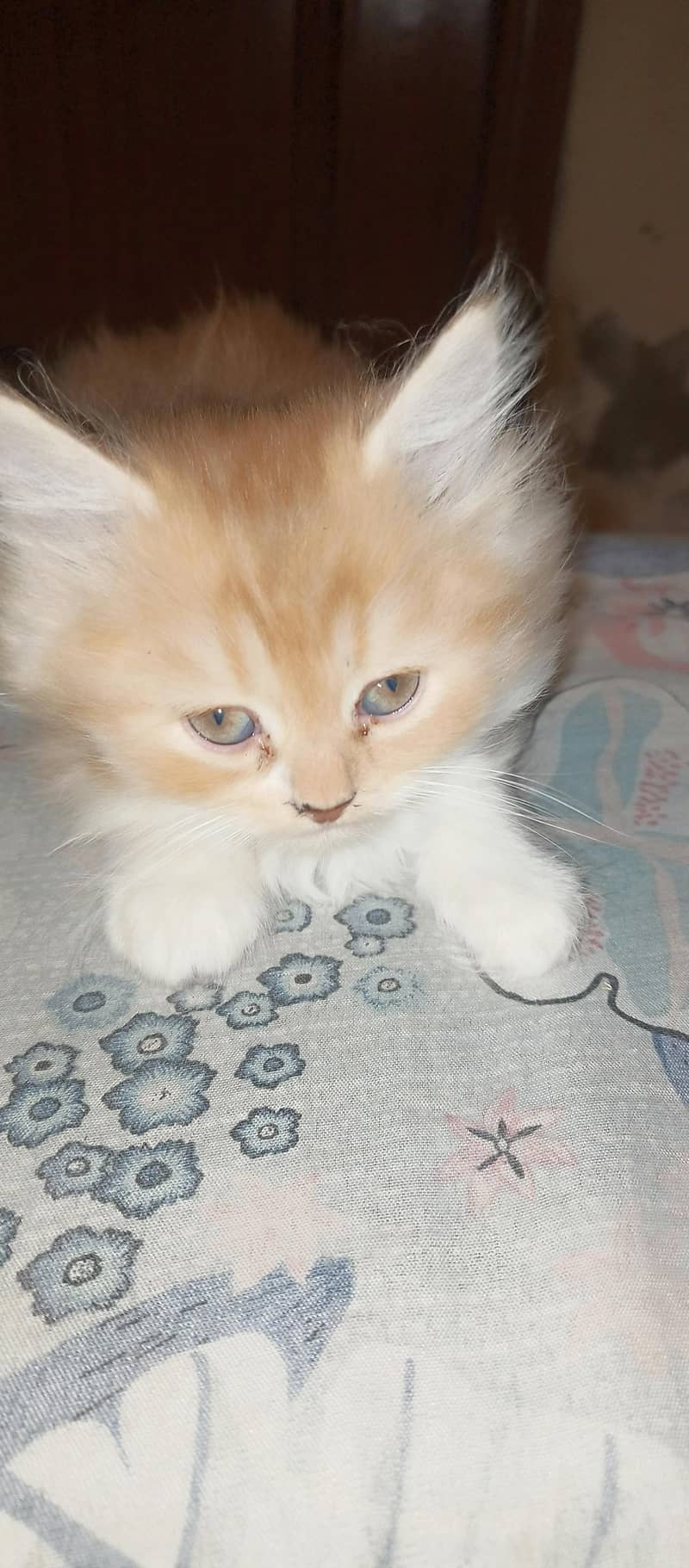 Kittens 1