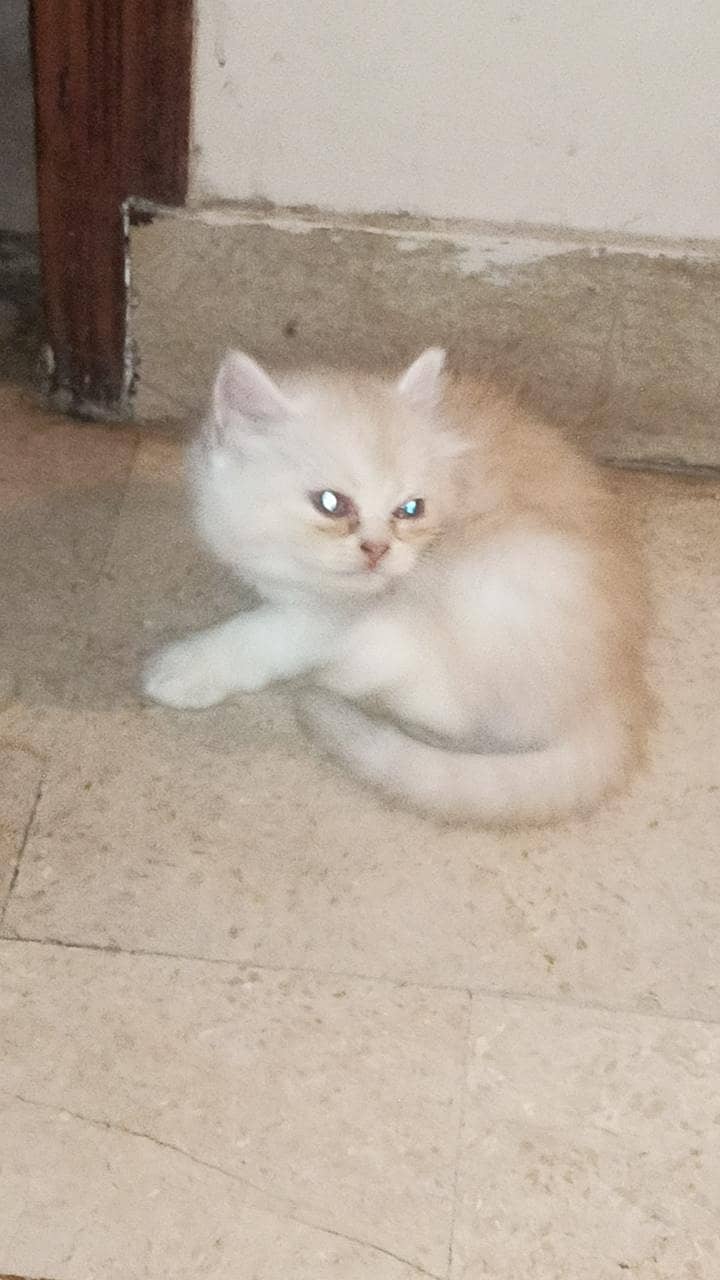 Kittens 2