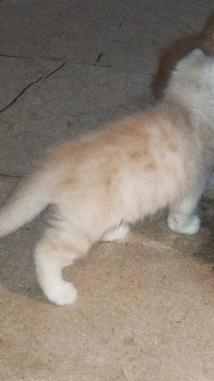 Kittens 3