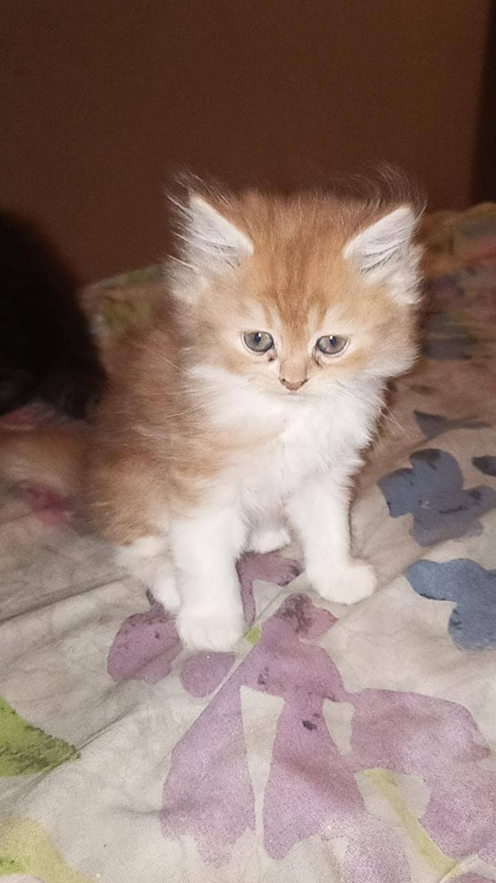 Kittens 4