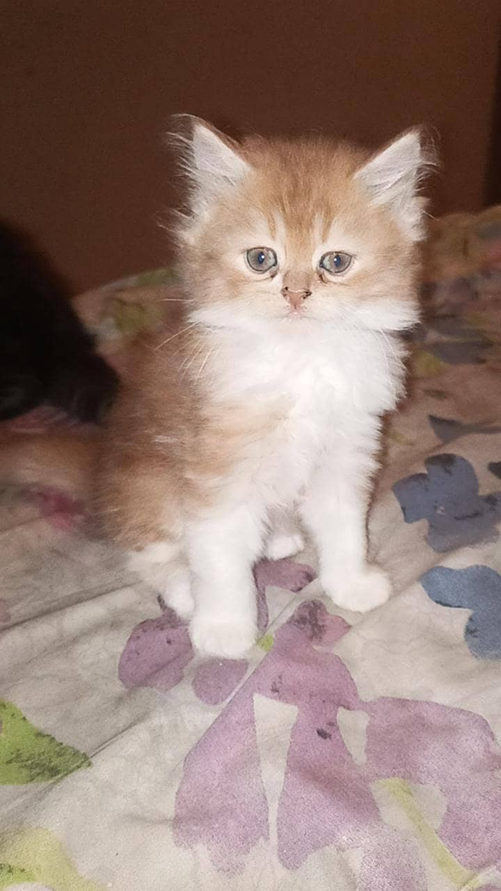 Kittens 5