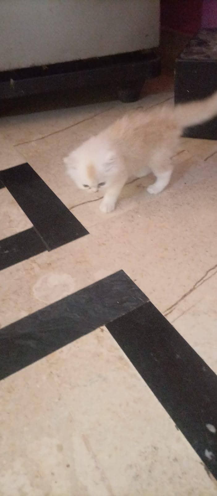 Kittens 6
