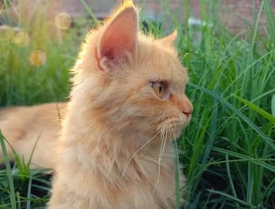 triple coat persian cat